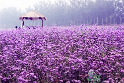 薰衣草有助于睡眠嗎?薰衣草的功效與作用 薰衣草有助于睡眠嗎?薰衣草的功效與作用