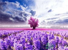 薰衣草有助于睡眠嗎?薰衣草的功效與作用 薰衣草有助于睡眠嗎?薰衣草的功效與作用