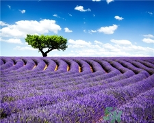 薰衣草有助于睡眠嗎?薰衣草的功效與作用 薰衣草有助于睡眠嗎?薰衣草的功效與作用