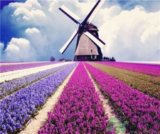 薰衣草有助于睡眠嗎?薰衣草的功效與作用 薰衣草有助于睡眠嗎?薰衣草的功效與作用