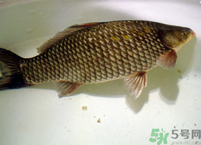 釣的魚死了還能吃嗎？釣的魚死了怎么處理？