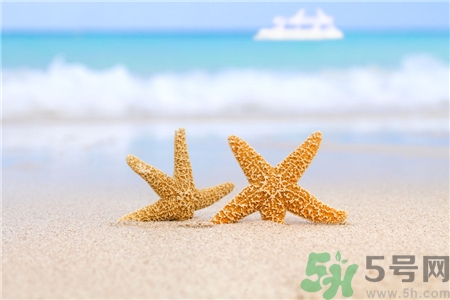 海星的營養(yǎng)價值 海星的功效與作用 海星的營養(yǎng)價值 海星的功效與作用