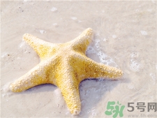 海星的營養(yǎng)價值 海星的功效與作用 海星的營養(yǎng)價值 海星的功效與作用