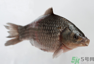 釣的魚死了還能吃嗎？釣的魚死了怎么處理？