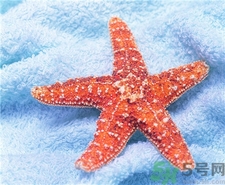 海星的營養(yǎng)價值 海星的功效與作用 海星的營養(yǎng)價值 海星的功效與作用