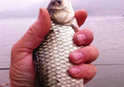 十月份釣鯽魚用什么餌？十月份釣鯽魚用什么餌料好？