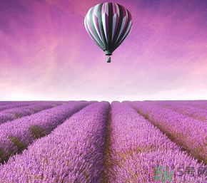 十月份還有薰衣草嗎？薰衣草什么時候開花？