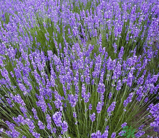 十月份還有薰衣草嗎？薰衣草什么時候開花？