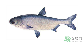 十月份能釣鰱魚嗎？鰱魚幾月份好釣？