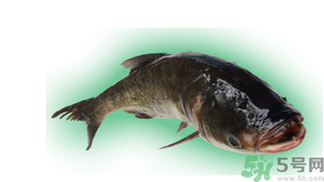 十月份能釣鰱魚嗎？鰱魚幾月份好釣？