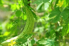 經(jīng)常喝苦瓜水有什么好處？新鮮苦瓜水怎么做比較好喝？