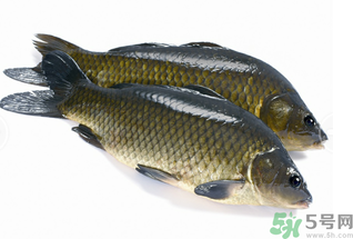 活鯉魚怎么保存？鯉魚怎么養(yǎng)才不容易死？