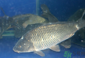 活鯉魚怎么保存？鯉魚怎么養(yǎng)才不容易死？