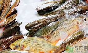 鯉魚死了怎樣保鮮？鯉魚死后怎么保存？