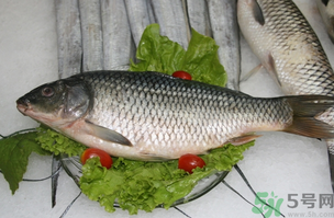 鯉魚死了怎樣保鮮？鯉魚死后怎么保存？