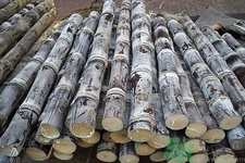 甘蔗是什么季節(jié)的？甘蔗什么時(shí)候吃最甜？