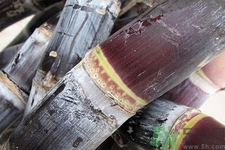 甘蔗是什么季節(jié)的？甘蔗什么時(shí)候吃最甜？