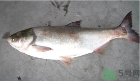 秋天釣鰱魚用什么餌料？秋天釣鰱魚用什么味餌？