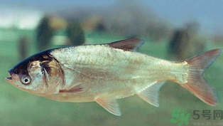 秋天釣鰱魚用什么餌料？秋天釣鰱魚用什么味餌？