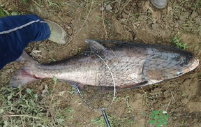 秋天怎么釣鰱魚？秋天釣鰱魚技巧