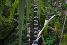 吃甘蔗嘴巴長泡怎么回事？吃甘蔗為什么會嘴巴起泡？