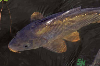 野生鯉魚怎么釣？野生鯉魚用什么釣最好？