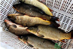 野生鯉魚怎么釣？野生鯉魚用什么釣最好？