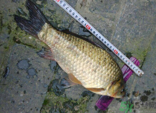 野生鯽魚多少錢一斤？野生鯽魚怎么區(qū)分？