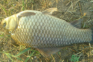 野生鯽魚多少錢一斤？野生鯽魚怎么區(qū)分？