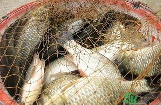 野生鯽魚怎么做好吃？野生鯽魚的做法