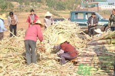 老人一天吃多少甘蔗最好？老人一天吃多少甘蔗合適？