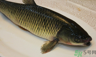 秋天怎么釣草魚？秋天草魚好釣嗎？