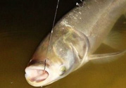秋天怎么釣鰱魚？秋天釣鰱魚技巧
