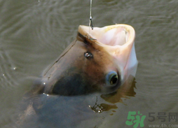 秋天可以釣鰱鳙嗎？秋天釣鰱鳙技巧