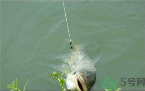 秋天可以釣鰱鳙嗎？秋天釣鰱鳙技巧