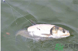 秋天可以釣鰱鳙嗎？秋天釣鰱鳙技巧