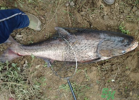 秋天釣鰱鳙用什么餌料？秋季釣鰱鳙的餌料