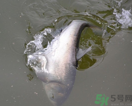 秋天釣鰱鳙用什么餌料？秋季釣鰱鳙的餌料