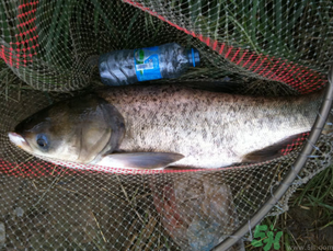 秋天釣鰱鳙用什么餌料？秋季釣鰱鳙的餌料