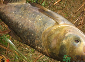 十月份怎么釣鰱鳙？十月份釣鰱鳙嗎？