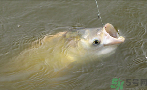 十月份怎么釣鰱鳙？十月份釣鰱鳙嗎？