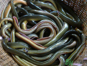 十月份可以釣黃鱔嗎？黃鱔可以釣到幾月份？