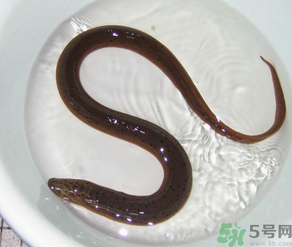 十月份可以釣黃鱔嗎？黃鱔可以釣到幾月份？