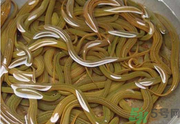 黃鱔可以放冰箱嗎？黃鱔能冷凍嗎？