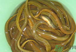 黃鱔可以放冰箱嗎？黃鱔能冷凍嗎？