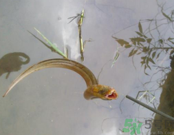 黃鱔可以放冰箱嗎？黃鱔能冷凍嗎？