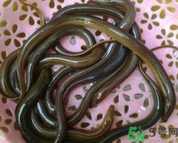 活黃鱔如何保存？活鱔魚怎么保存？