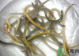 活黃鱔如何保存？活鱔魚怎么保存？