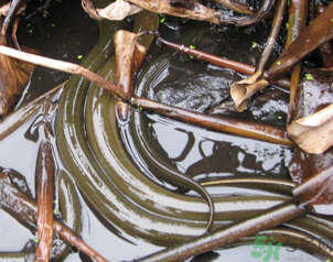 活黃鱔可以放冰箱嗎？活黃鱔能放冰箱嗎？