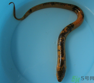 活黃鱔可以放冰箱嗎？活黃鱔能放冰箱嗎？